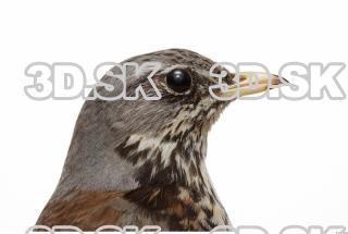 Fieldfare-Turdus pilaris 0012